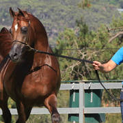 Mulawa Arabian Stud Open Day - WAHO 2019