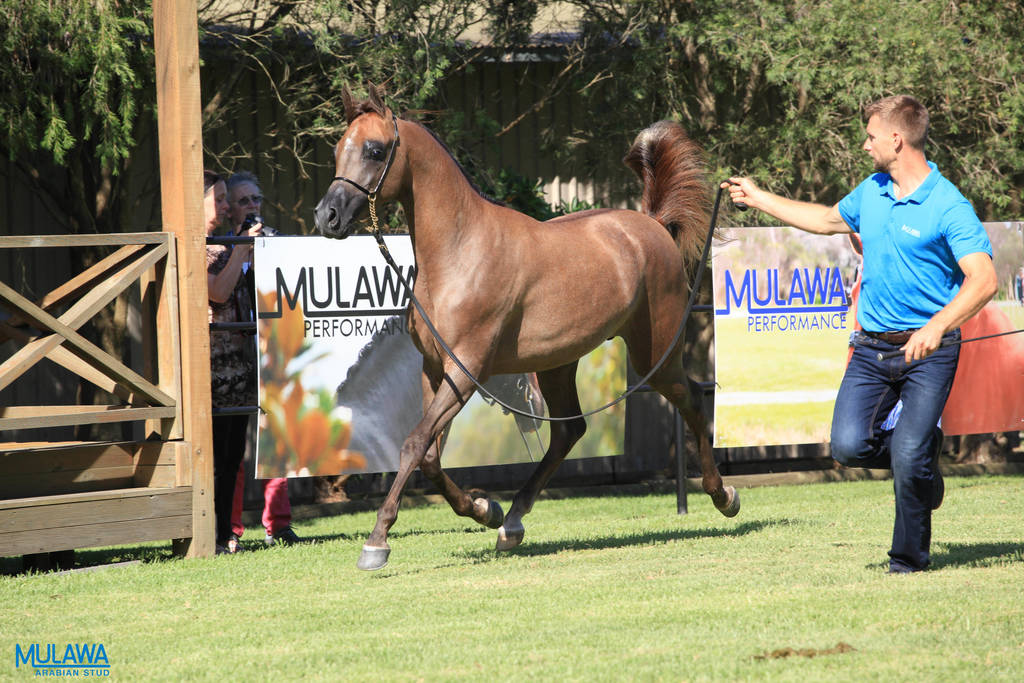 Mulawa Arabian Stud Open Day - WAHO 2019