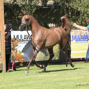 Mulawa Arabian Stud Open Day - WAHO 2019