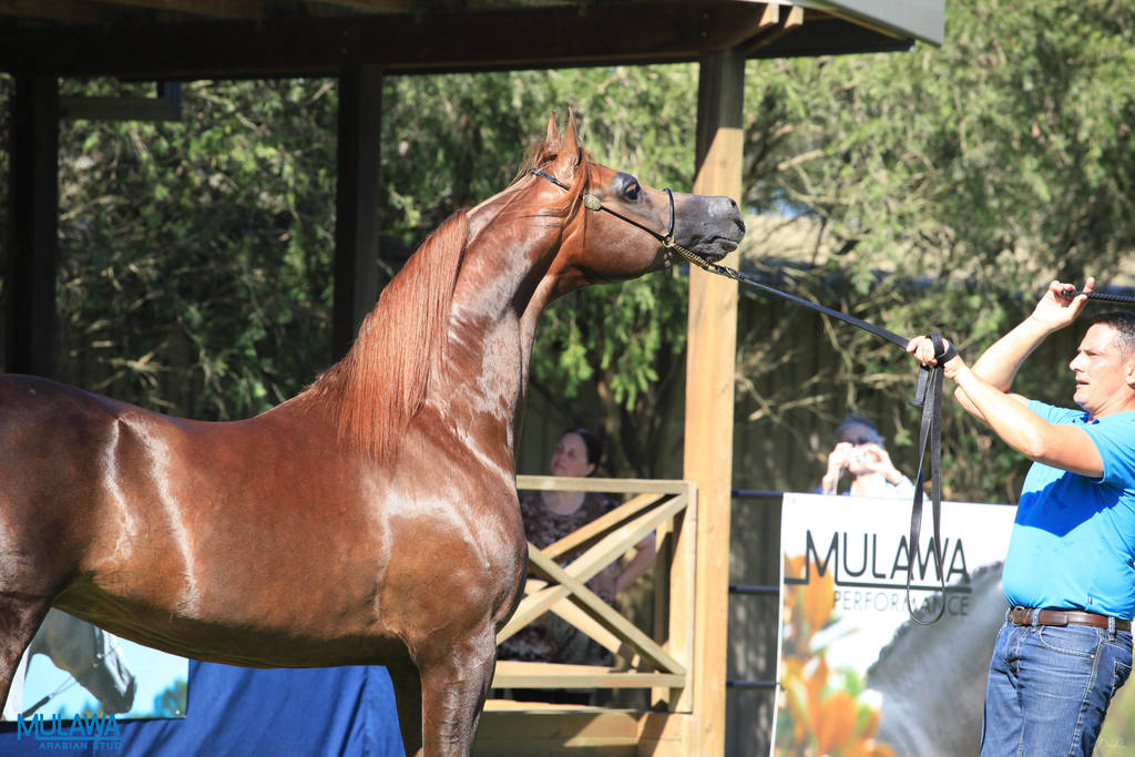 Mulawa Arabian Stud Open Day - WAHO 2019