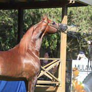 Mulawa Arabian Stud Open Day - WAHO 2019