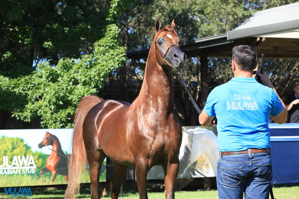 Mulawa Arabian Stud Open Day - WAHO 2019