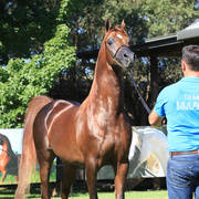 Mulawa Arabian Stud Open Day - WAHO 2019