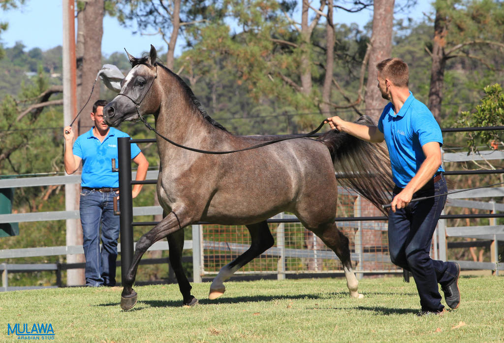 Mulawa Arabian Stud Open Day - WAHO 2019
