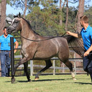 Mulawa Arabian Stud Open Day - WAHO 2019