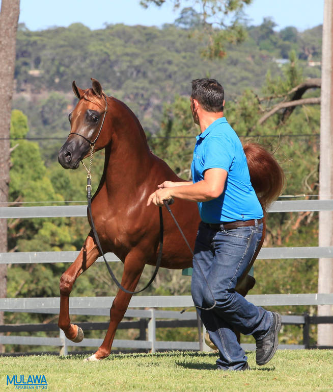 Mulawa Arabian Stud Open Day - WAHO 2019
