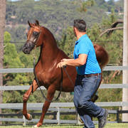 Mulawa Arabian Stud Open Day - WAHO 2019