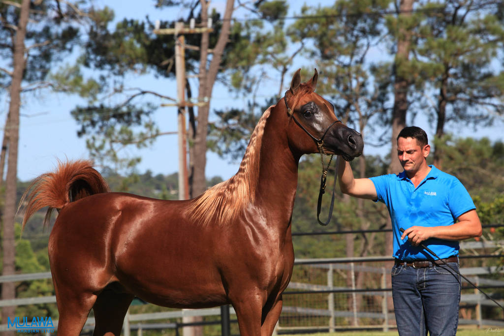 Mulawa Arabian Stud Open Day - WAHO 2019
