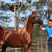 Mulawa Arabian Stud Open Day - WAHO 2019