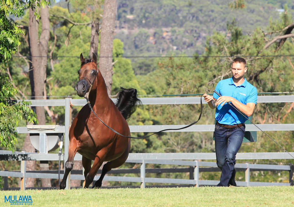 Mulawa Arabian Stud Open Day - WAHO 2019