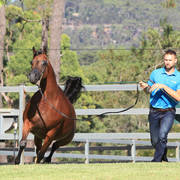 Mulawa Arabian Stud Open Day - WAHO 2019