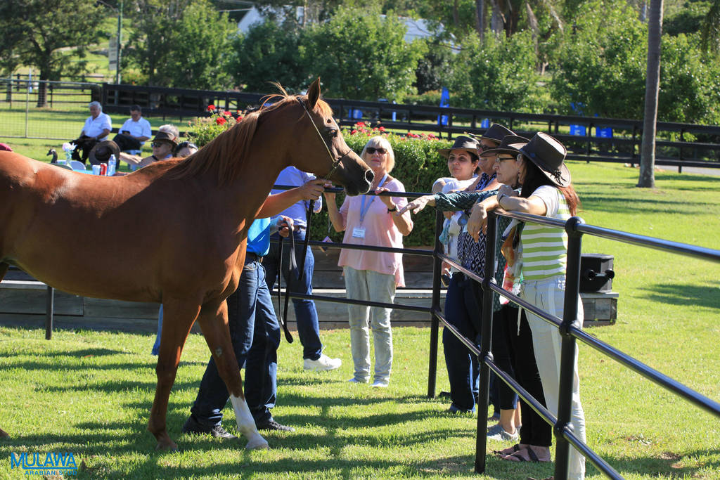 Mulawa Arabian Stud Open Day - WAHO 2019