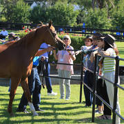 Mulawa Arabian Stud Open Day - WAHO 2019