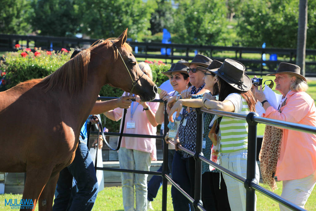 Mulawa Arabian Stud Open Day - WAHO 2019