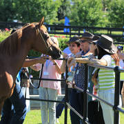 Mulawa Arabian Stud Open Day - WAHO 2019
