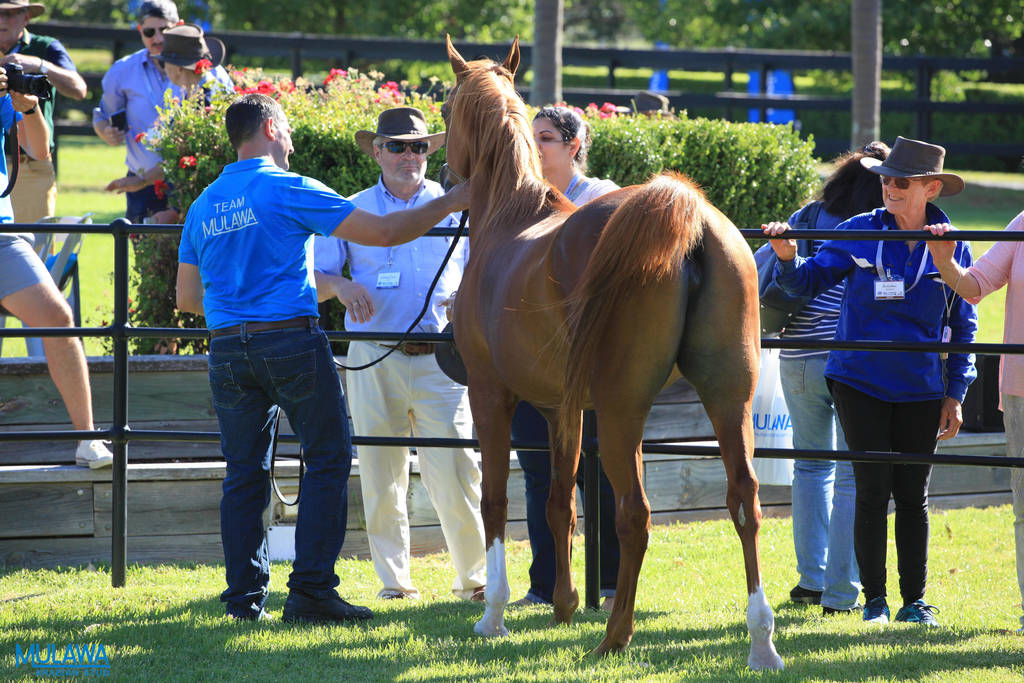 Mulawa Arabian Stud Open Day - WAHO 2019