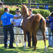 Mulawa Arabian Stud Open Day - WAHO 2019