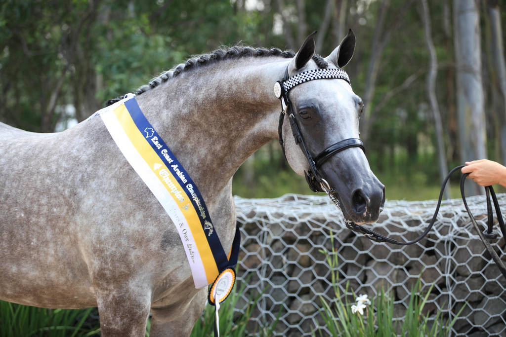 East Coast Arabian Championships 2019