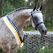 East Coast Arabian Championships 2019