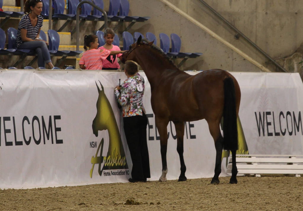 East Coast Arabian Championships 2019