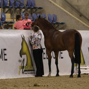 East Coast Arabian Championships 2019