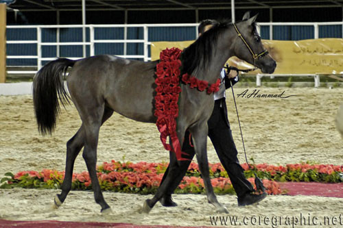 JUNIOR CHAMPION COLT - ADHAM SAKR - 02/01/2007
SIRE: IMPERIAL MADORI
DAM: AMIRA SAKR
OWNER: EL FARIDA
BREEDER: SAKR