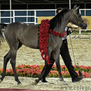 JUNIOR CHAMPION COLT - ADHAM SAKR - 02/01/2007
SIRE: IMPERIAL MADORI
DAM: AMIRA SAKR
OWNER: EL FARIDA
BREEDER: SAKR