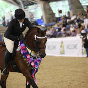 East Coast Arabian Championships 2019