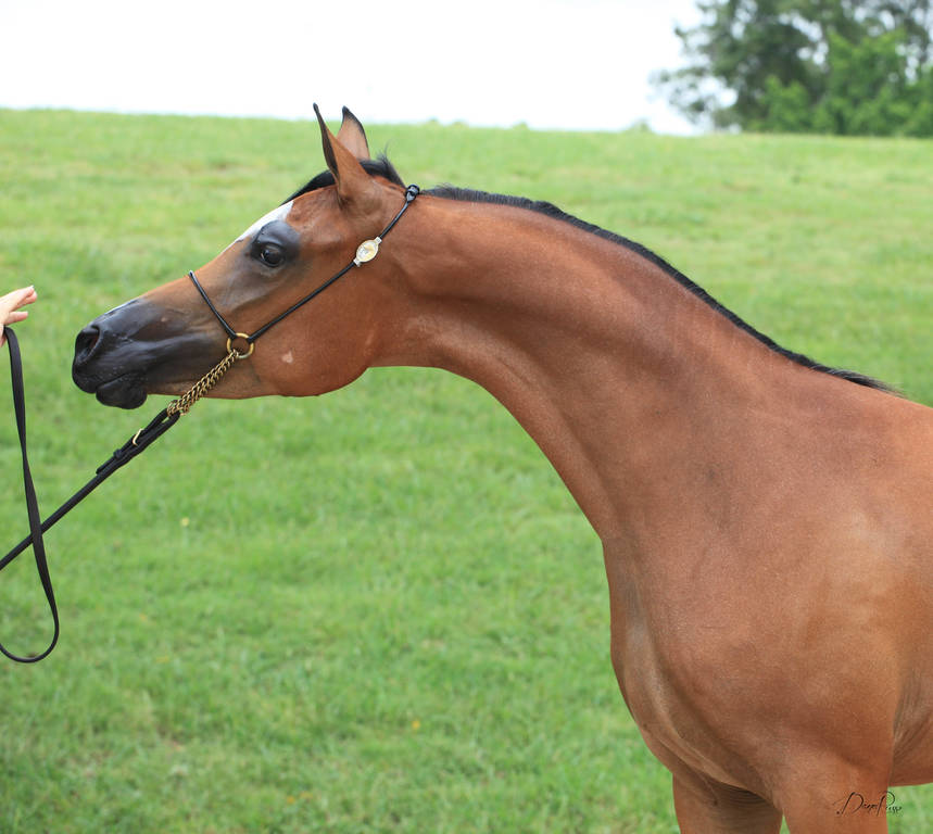 East Coast Arabian Championships 2019