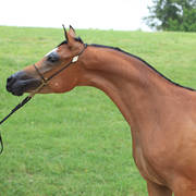 East Coast Arabian Championships 2019