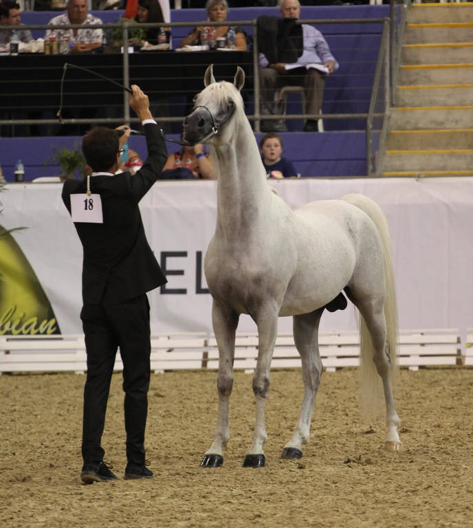 East Coast Arabian Championships 2019