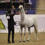 East Coast Arabian Championships 2019