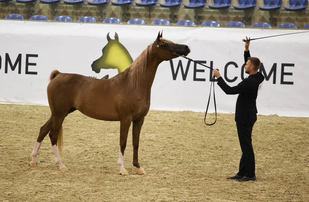 East Coast Arabian Championships 2019