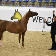 East Coast Arabian Championships 2019