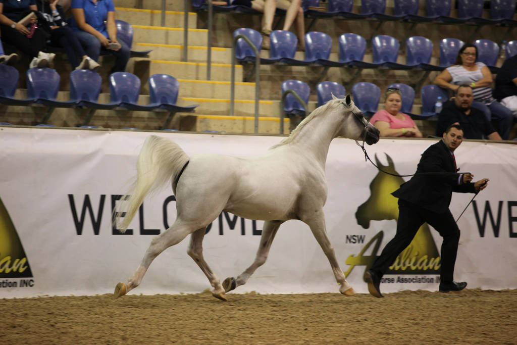 East Coast Arabian Championships 2019