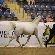 East Coast Arabian Championships 2019