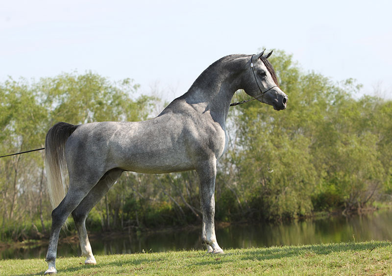 DeShazer Arabians