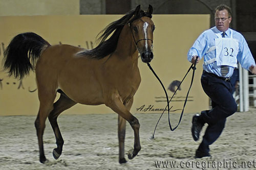 RESERVE JUNIOR CHAMPION FILLY - ANWAAR AL KAHERAH - 06/05/2006
SIRE: MAGNIFISENT
DAM: MOONIRA
OWNER: AL KAHERAH STUD
BREEDER: AL KAHERAH STUD