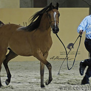 RESERVE JUNIOR CHAMPION FILLY - ANWAAR AL KAHERAH - 06/05/2006
SIRE: MAGNIFISENT
DAM: MOONIRA
OWNER: AL KAHERAH STUD
BREEDER: AL KAHERAH STUD