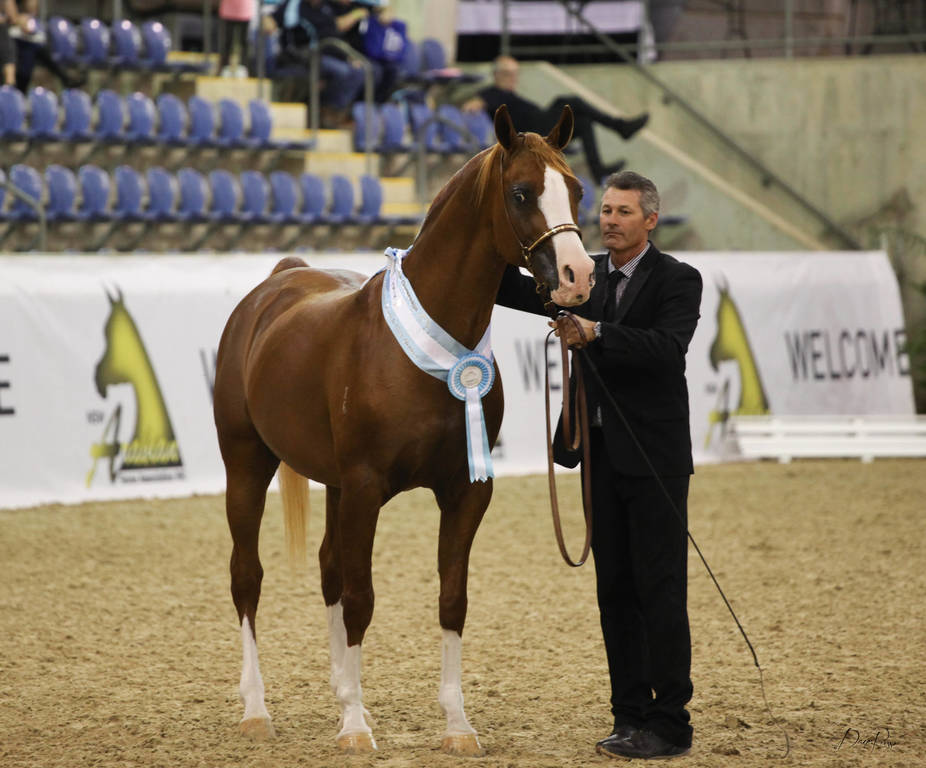 East Coast Arabian Championships 2019