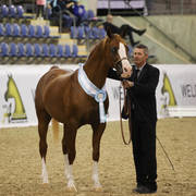 East Coast Arabian Championships 2019