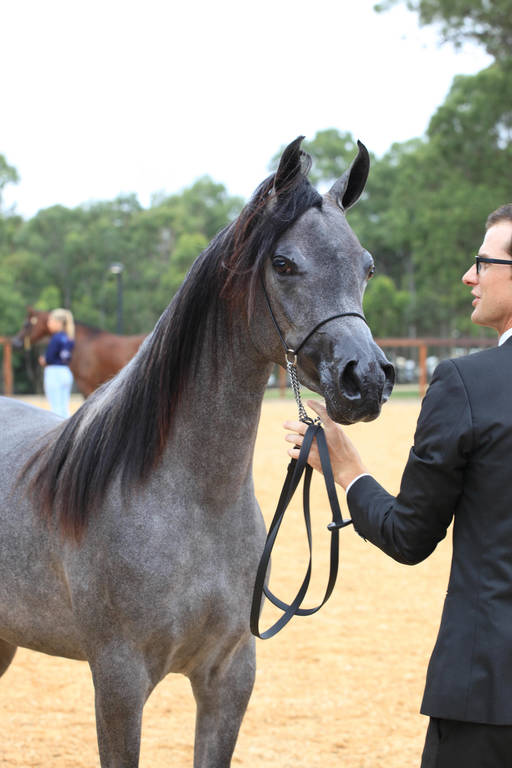 East Coast Arabian Championships 2019