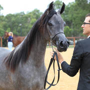 East Coast Arabian Championships 2019