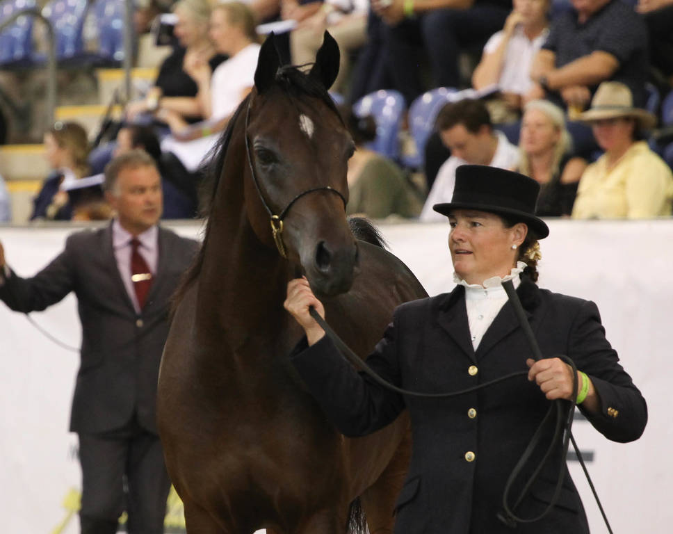 East Coast Arabian Championships 2019