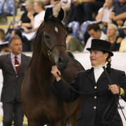 East Coast Arabian Championships 2019