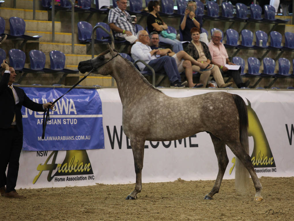 East Coast Arabian Championships 2019