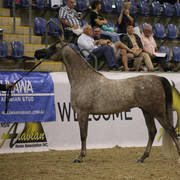 East Coast Arabian Championships 2019