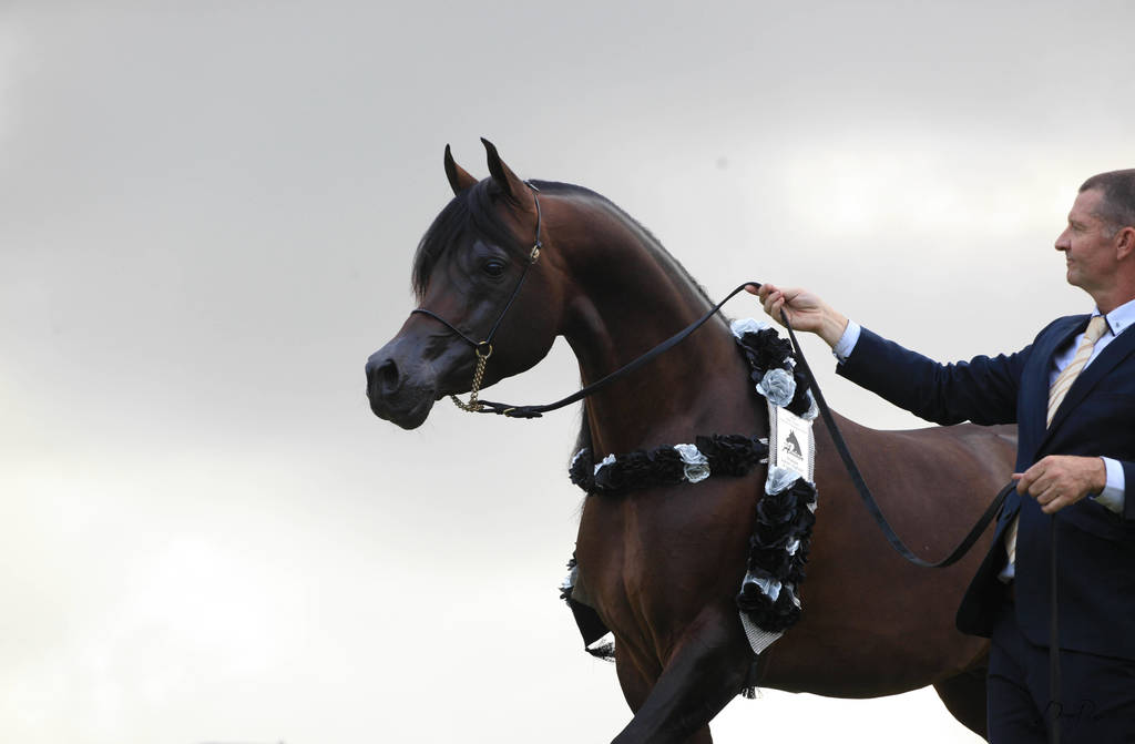 East Coast Arabian Championships 2019