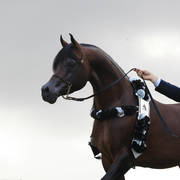 East Coast Arabian Championships 2019