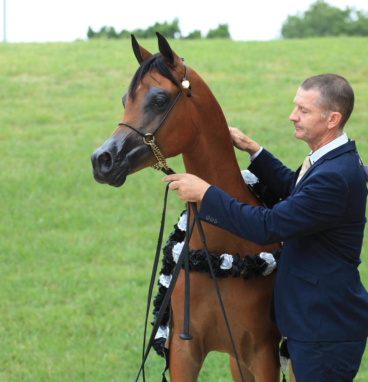 East Coast Arabian Championships 2019